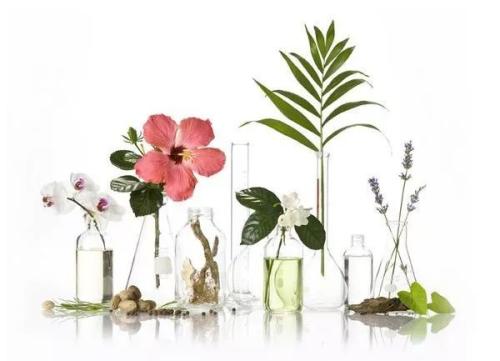 鲜花绿植